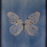(韩)butterfly(致美丽的你)2