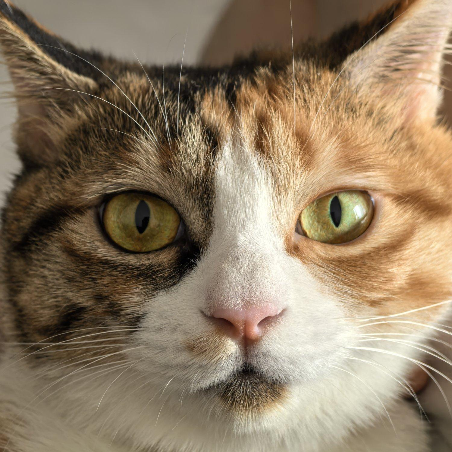 只字不提（Cover 于和伟）（翻自 于和伟）