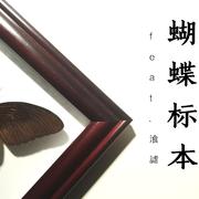 蝴蝶标本【人本】